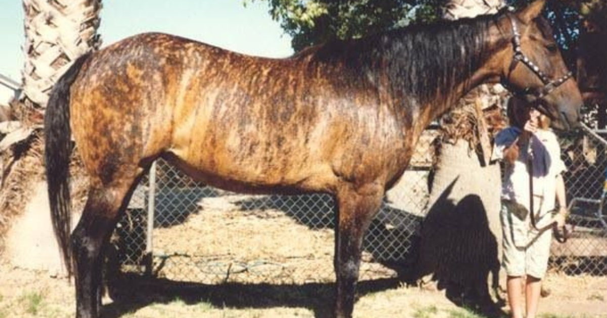 just-how-rare-is-a-brindle-horse